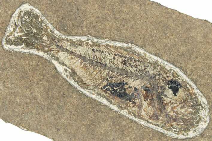 Oligocene Fossil Percoid Fish (Oligoserranoides) - Poland #320638